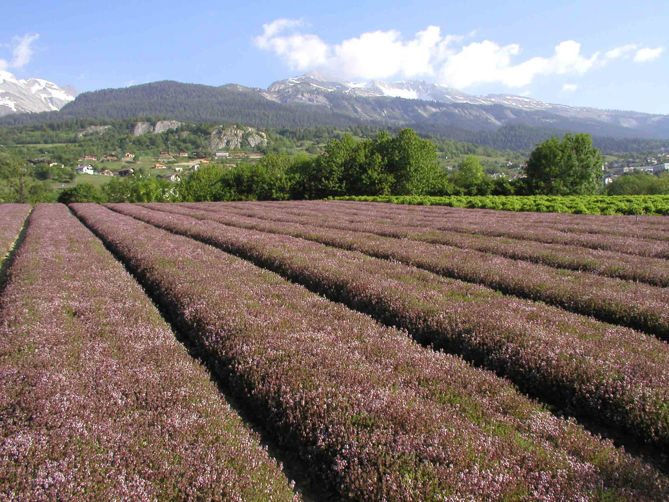 Valplantes 080606 001