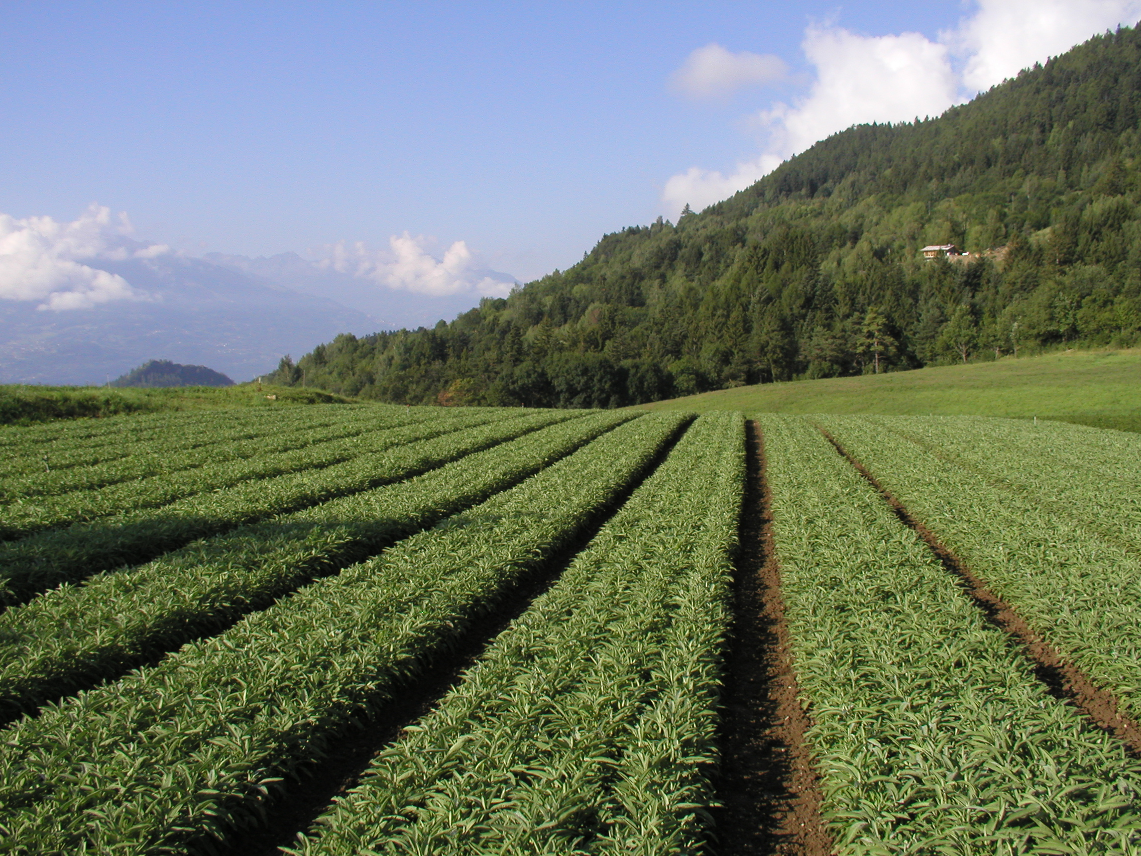 Valplantes 120805 013