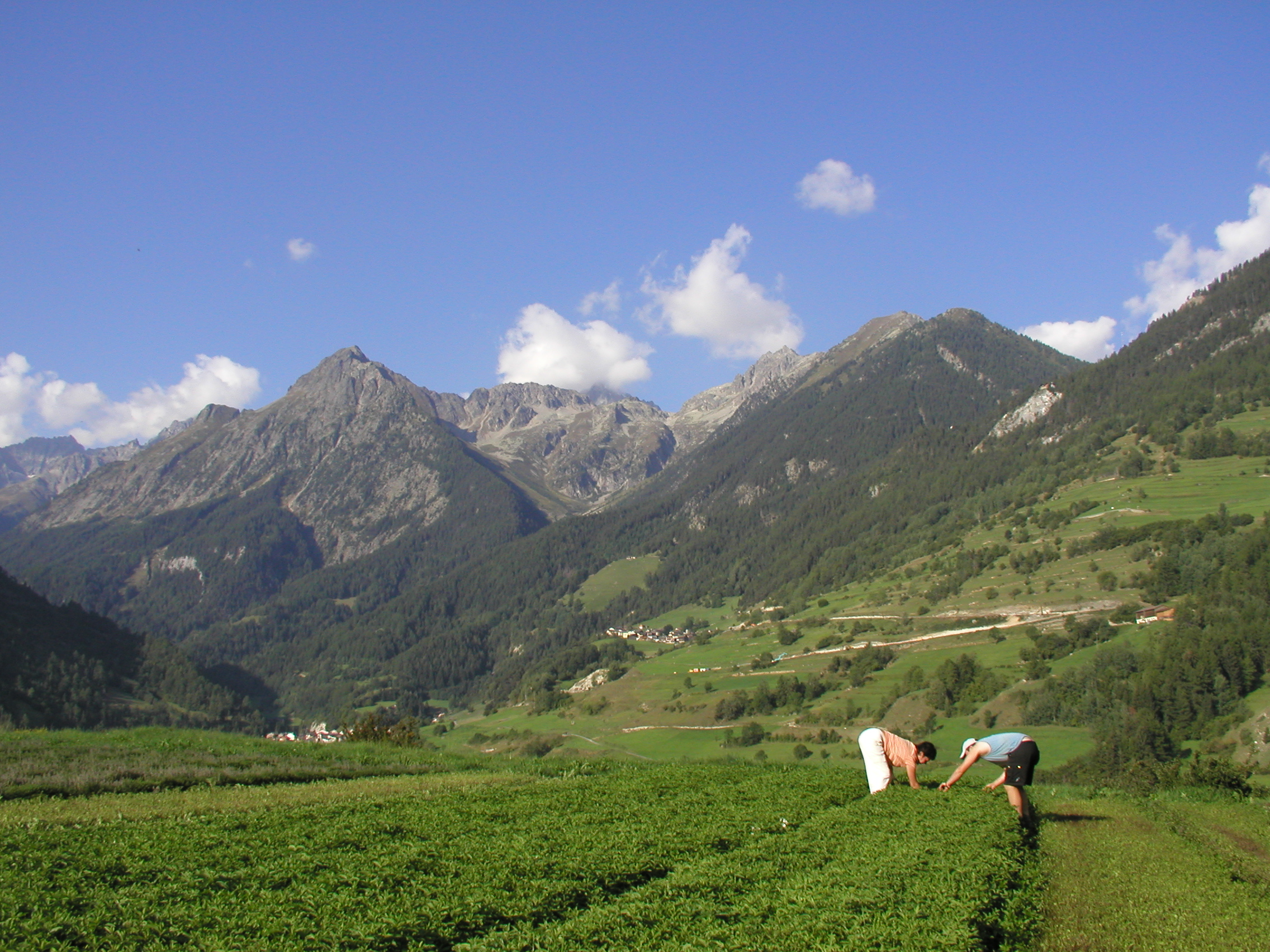 Valplantes 310805 031